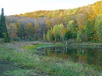 The Beaver Pond