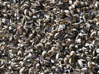 Zebra Mussels are an invasive species